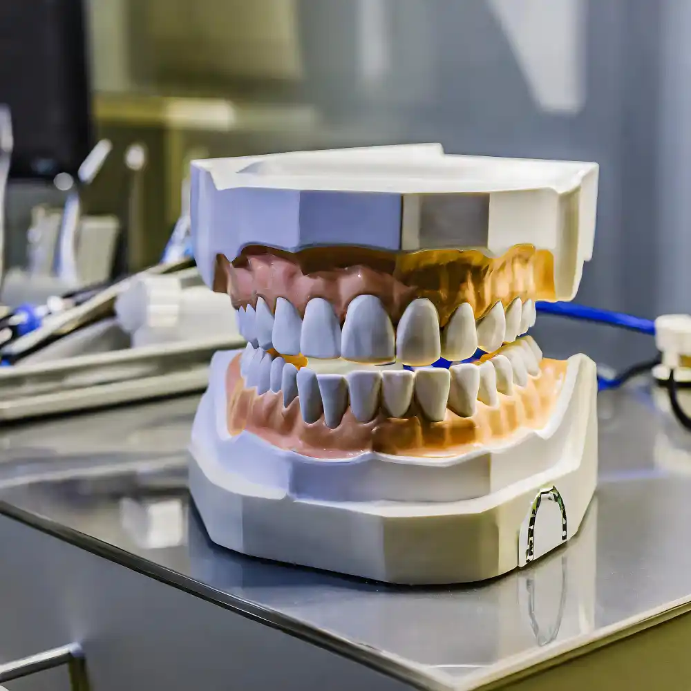 Mouth model